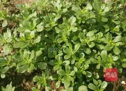 Cold purslane recipe 2