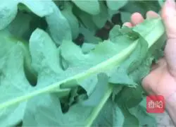 Illustration of how to make cold bitter sesame vegetables 1