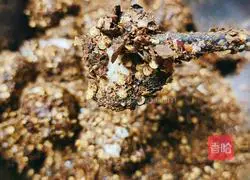 Illustration of how to make fermented bean curd 6