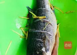 Illustration of steamed seabass 2