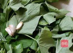 Illustration of how to stir-fry sweet potato leaves 1