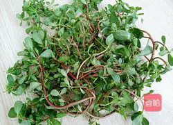 Illustration of how to make cold purslane 1 