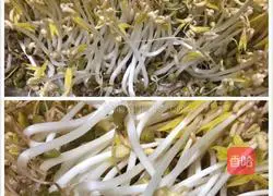 Illustration of how to make mung bean sprouts 6