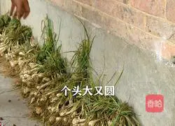 Illustration of spicy and sour chopped pepper and clam head to cure loss of appetite in summer 1