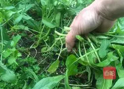 Illustration of how to make peanuts and spinach stems 1