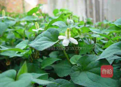 Illustration of how to make cold Houttuynia Cordata (Zheergen) 1