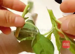 Garlic Amaranth Recipe Illustration 2