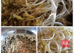 Illustration of how to make mung bean sprouts 7