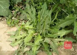 Illustration of how to make cold dandelions 1