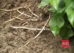 Illustration of how to make cold Houttuynia cordata (leaf root) 2