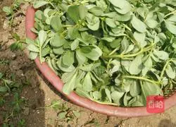 Cold purslane recipe 3