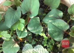 Spring wild vegetables~Illustration of how to make cold folded ear root (leaves) 1