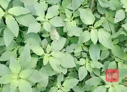 Illustration of how to make cold wild amaranth 1