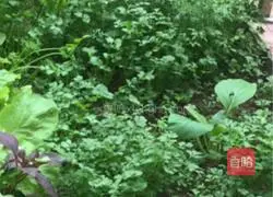 Illustration of how to steam coriander 1