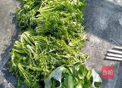 Plumbs Illustration of how to make dishes 1