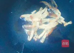 Fried sprouts Practice illustration 4