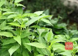 Illustration of how to make fried sesame leaves with bean paste 1