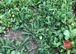 How to make cold bitter vegetables Illustration 1