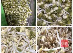 Illustration of how to make mung bean sprouts 5