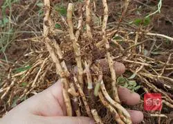 Illustration of how to make cold Houttuynia cordata (leaf root) 3