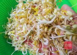 Illustration of how to make self-sprouted bean sprouts 5