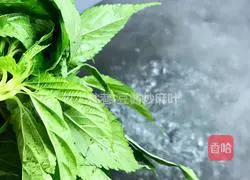 Illustration of how to make fried sesame leaves with bean paste 3