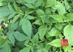 Illustration of how to make fried Meng Cai 2