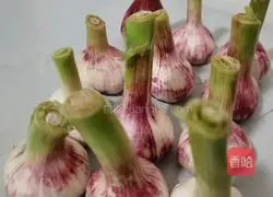 Illustration of how to make sugar garlic 1