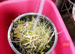 Illustration of how to make cold soybean sprouts 1