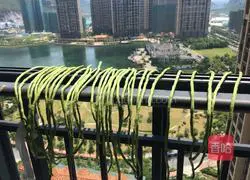 Yuanyuan's homemade bean acid recipe illustration 1