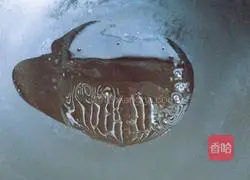 Illustration of how to make scrambled eggs with tomatoes and fungus 7