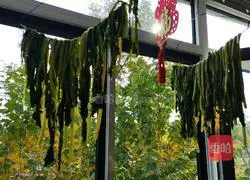 Illustration of making homemade prunes 5