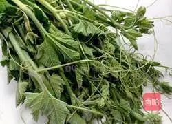 Illustration of how to make stir-fried pumpkin tips 1