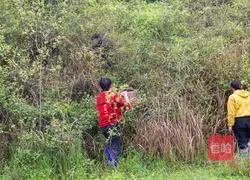 Illustration of making homemade pickled pepper and bamboo shoots sour and spicy as an appetizer (includes old mother's water recipe)