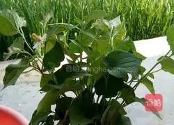 Illustration of how to make cold folded ears in summer 1