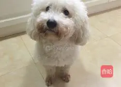 Illustration of how to make braised noodles 21