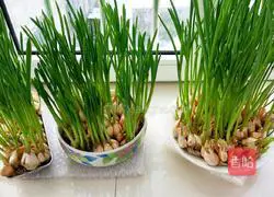 Illustration of how to make garlic sprouts, tofu and prawn soup 1