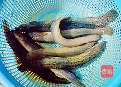 Loach Huaishan Soup Recipe Illustration 5