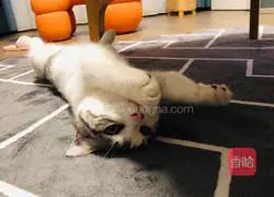 Illustration of how to make Bai Ji Mo with braised meat and eggs 14