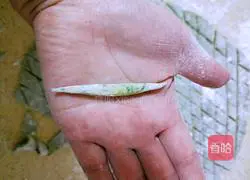 Illustration of how to make spinach rub 13