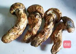 Fresh Matsutake Chicken Soup Illustration 7