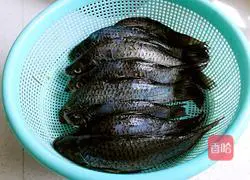 How to make Gastrodia Fish Head Soup Illustration 1