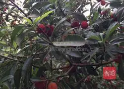 Illustration of how to make bayberry drink 1