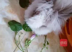 Qiaosu recipe illustration 22