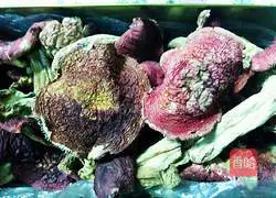 Illustration of how to make red mushroom stewed chicken 1