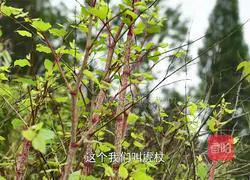 Stir-fried wild vegetable and sour tube stalks, spicy and sour intestines, chewy and go well with rice Illustration of how to do it 1