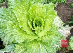 Illustration of handmade meatball soup 5