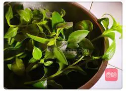 Illustration of how to make cold andrographis paniculata (quickly ready in 5 minutes) 2