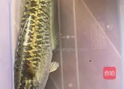 Illustration of how to make raw fish, snow pear and apple soup 1