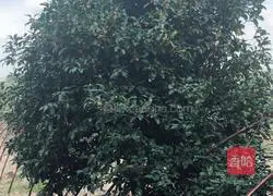 Illustration of how to make osmanthus tea 1